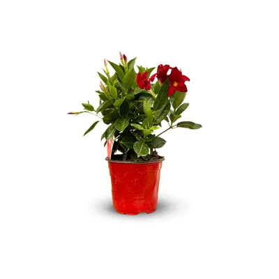 Image de Dipladenia touffe - plante fleurie - ↕ 40-50 cm - ⌀ 17 cm - plante d'intérieur & extérieur - fleur rouge