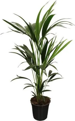Obrázek produktu pro Howea Forsteriana (Kentia) - pokojová rostlina, prumer 21cm, výška 100cm