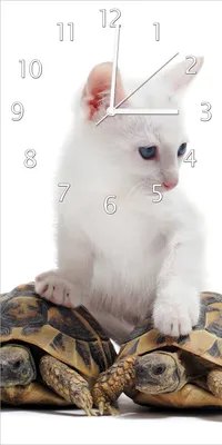 Produktbild von Wallario Design Wanduhr bedruckt, Größe 30 x 60 cm, Motiv: Katze auf Schildkröten