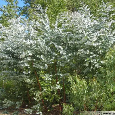Produktbild von Korkflügel-Strauch - Eucalyptus gunnii  | 60-80 cm in Container