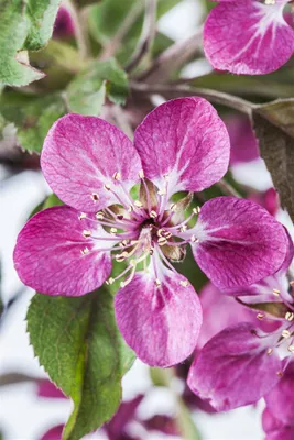 Produktbild von Malus 'Coccinella' -R-, Zierapfel, rote Blüten, 60–100 cm