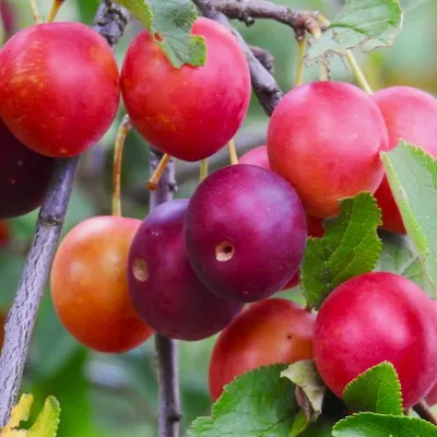 Produktbild von Aprikosen-Kirsche Aprikyra® - Prunus x Armeniaca 7-10 Liter Topfballen