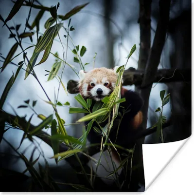 Produktbild von MuchoWow® Poster Panda - Pflanzen - Zweige 75x75 cm - Wand Dekoration