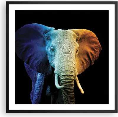 Produktbild von Gerahmtes Poster - Schwarzer Rahmen - Bunt Elefant Fotografie - 60x60 cm - Wand Bild - Wanddeko - Wandbilder - Kunstposter - Wandposter - Bilderrahmen - Bilder - Kunstdruck - P2BAC60x60-4768