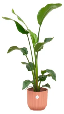 Produktbild von Set: Strelitzia Nicolai - Paradiesvogelblume - mit Übertopf elho Vibes Fold Round Rosa Ø22cm - Pflanze Höhe 100cm