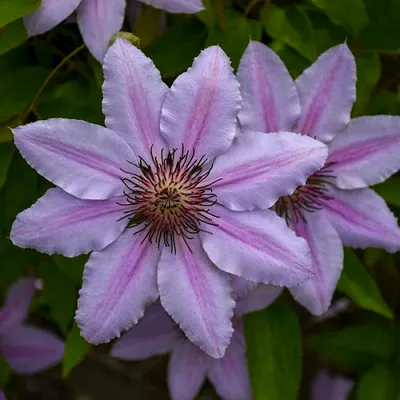 A close-up view of two purple clematis flowers with pink stripes and dark centers, surrounded by green leaves.