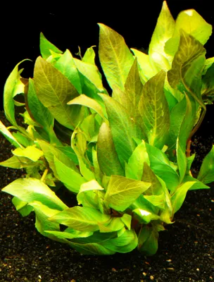 Produktbild von 1 B. Riesenwasserfreund Kompakt (Hygrophila Corymbosa Compact)