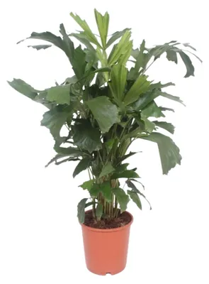 Immagine prodotto di Caryota Mitis - 100-110cm - Ø24cm - Pianta d'appartamento - Sempreverde