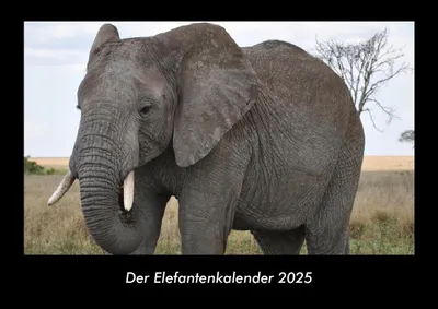 Produktbild von Der Elefantenkalender 2025 Fotokalender DIN A3