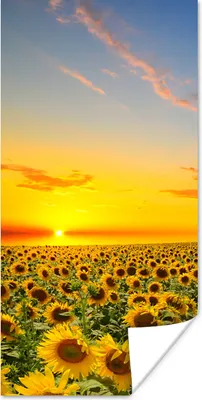 Produktbild von MuchoWow® Poster Blumen - Sonnenblume - Sonnenuntergang - Nacht - Orange 80x160 cm - Kinderzimmer