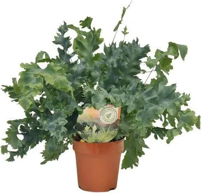 Zdjęcie produktu dla Paproc plamista Phlebodium Davana - roslina doniczkowa, srednica 12cm, wysokosc