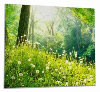 Produktbild von Wallario Herdabdeckplatte aus Glas, Größe 60 x 52 cm 1-teilig, Motiv Pusteblumen im Wald mit einfallenden Sonnenstrahlen