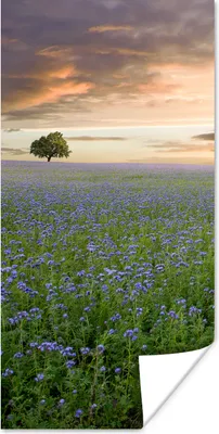 Produktbild von MuchoWow® Poster Sonnenuntergang - Blumen - Farben 60x120 cm - Wandschmuck