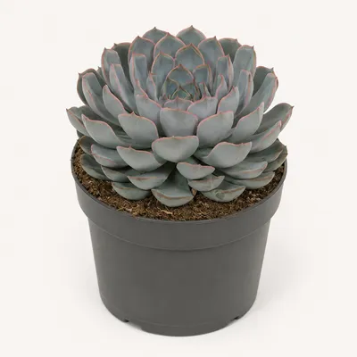 Produktbild von Echeveria Orion- besondere Echeveria - Rarität - 17cm Topf - 20cm hoch