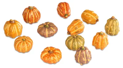 Produktbild von Mini Deko Kürbis HERBSTFARBEN H. 4cm zufällige Auswahl Formano H25