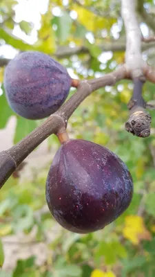 Image de Ficus carica 'Noire de Bellone' / Figuier Noire de Bellone
