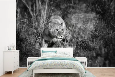 Produktbild von MuchoWow® Fototapete für Wohnzimmer oder Schlafzimmer Wandtapete Vinyl Motivtapete Löwin - Jagd - Tiere - 360x240 cm - Vinyl-Tapete