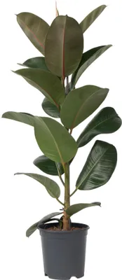 Zdjęcie produktu dla Figowiec sprężysty - Ficus Elastica 'Robusta' - Wysokość 75-100cm - ⌀24cm