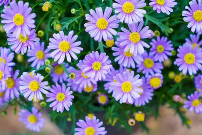 Immagine prodotto di 5000 semi di margherita blu “Blue Splendour” (Brachycome iberidifolia) Fiore estivo dalla fioritura abbondante per aiuole, bordure e fioriere da balcone