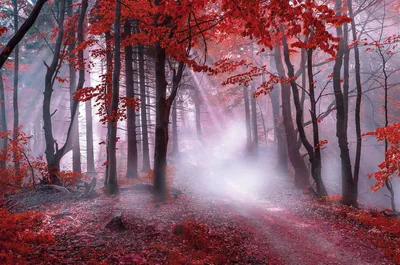Produktbild von Leinwandbild mystischer Wald - ca. 78 x 118cm