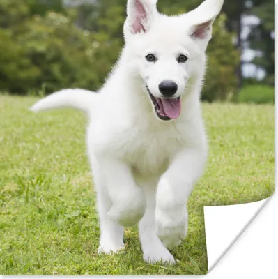Produktbild von MuchoWow® Poster Ein weißer Deutscher Schäferhund Welpe 100x100 cm - Babyzimmer