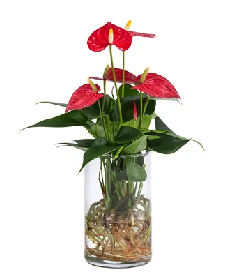 Produktbild von Dehner Waterplant Flamingoblume, Anthurium Red Champion, Wasserpflanze im Glas, Ø 9 cm, Höhe 25 cm, Zimmerpflanze, rot