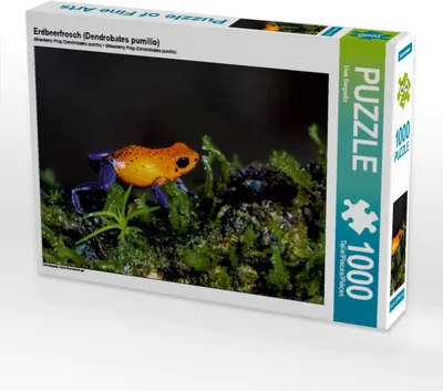 Produktbild von Calvendo Erdbeerfrosch (Dendrobates pumilio) 1000 Teile Puzzle quer 640x480mm, Bergwitz Uwe; 7379806