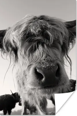 Produktbild von MuchoWow® Poster Schottischer Highlander - Schwarz - Weiß - Tiere 40x60 cm - Plakate für die Wand - Poster Babyzimmer