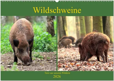 Produktbild von Wildschweine - Tiere aus unseren Wäldern (Wandkalender 2026 DIN A2 quer), CALVENDO Monatskalender