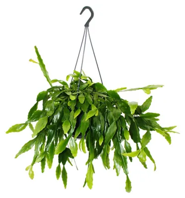 Obrázek produktu pro Urban Jungle Elegance – Moderní kaktusová jantarová rostlina s nádhernou listovou strukturou – Rhipsalis crispata – 15 cm
