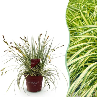 Produktbild von Ziergräser - Carex oshimensis Evergold - Gelb & Grün - Immergrün - Winterhart - 40-50cm - Ø17cm - Gartenpflanze
