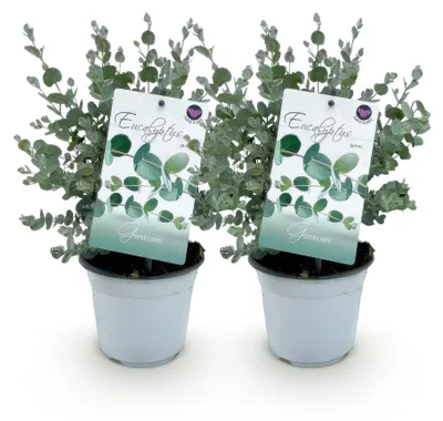 Produktbild von GreenboutiQ - Terrassenpflanze - Eukalyptusbaum - Eucalyptus gunni - Grau - 2 Pflanzen - Winterhart - Topf 14cm Höhe 30cm