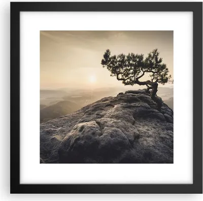 Produktbild von Gerahmtes Poster - Schwarzer Rahmen - Alt Kiefer Berge - 30x30 cm - Wand Bild - Wanddeko - Wandbilder - Kunstposter - Wandposter - Bilderrahmen - Bilder - Kunstdruck - Wandbild - P2BAC30x30-4334