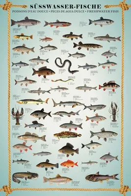 Produktbild von Educational - Bildung - Süsswasserfische - Lernposter Druck - Grösse 61x91,5 ohne Zusatzartikel