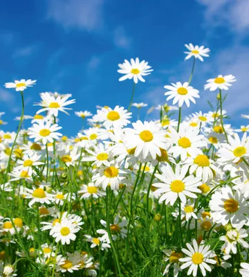 Produktbild von Fototapete - Daisies 225x250cm - Vliestapete