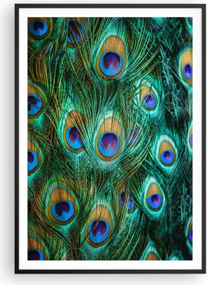 Produktbild von Gerahmtes Poster - Schwarzer Rahmen - Pfauen Feder Makro - 70x100 cm - Wand Bild - Wanddeko - Wandbilder - Kunstposter - Wandposter - Bilderrahmen - Bilder - Kunstdruck - Wandbild - P2BPA70x100-4159