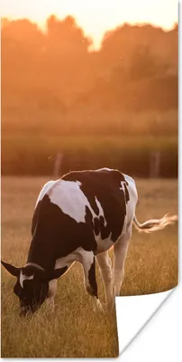 Produktbild von MuchoWow® Poster Kuh - Sonne - Tiere 60x120 cm - Wandschmuck