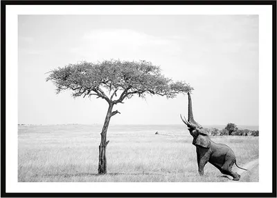 Produktbild von Bild Poster im Rahmen 33x43 cm Elefant P2260