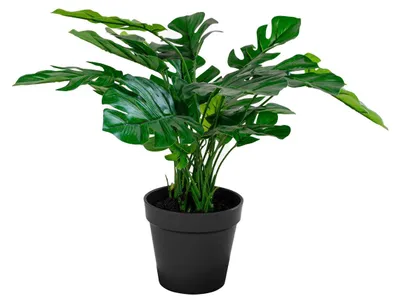 Image de Monstera artificielle verte H 45 cm