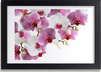 Produktbild von Bild 30x20 MDF-Rahmen, Wandkunst Orchidee