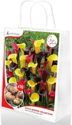 Produktbild von Calla Lilien Zwiebeln Winterhart Mehrjährig - Zantedeschia Königinnen Kollektion - 10 große Blumenzwiebeln - Echte Pflanzen aus Holland - für Garten und Topf (kein Samen, nicht künstlich)