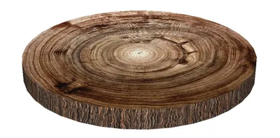 A close-up, isolated view of a round wooden slice with visible growth rings and bark texture.