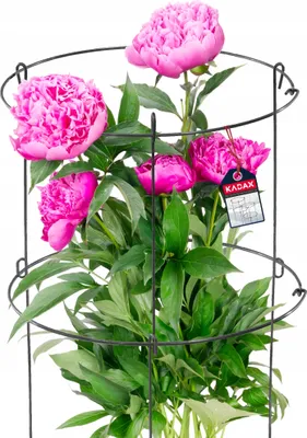 Produktbild von KADAX Gartenstütze "Moie", Pflanzehalter, Blumenstütze, Pflanzestütze, Rankhilfe für Pflanzen, 60 cm, 2 Stück