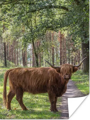 Produktbild von MuchoWow® Poster Schottischer Highlander - Kröte - Baum 120x160 cm - Wandbilder