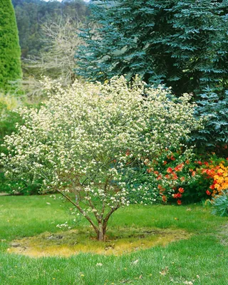 Produktbild von Aronia arbutifolia, Rote Apfelbeere, 60–100 cm, dekorative Früchte