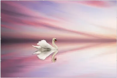 Produktbild von Wallario Wandbild Weißer Schwan im rosafarbenen See, Größe: 61 x 91,5 cm, Poster mit rahmenlosen Bildhalter