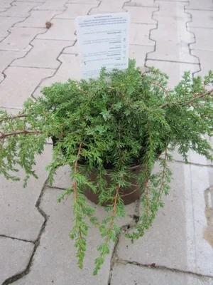 Produktbild von Juniperus communis Hornibrookii - Teppichwacholder - 20-30