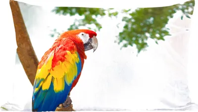 Produktbild von MuchoWow® Zierkissen Sofakissen Wohnzimmer Dekokissen 50x30 cm Papagei - Vogel - Regenbogen - Tropisch - Wohnzimmerdekoration - Polster mit Photo