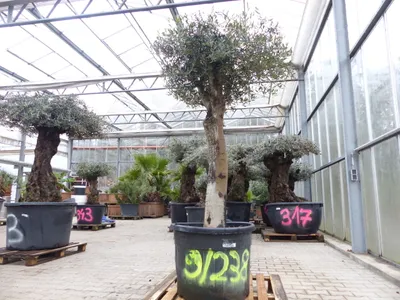 Produktbild von exakt dieser Baum Nr. 9|238, 210 cm, Olivenbaum, knorrige alte urige Olive winterhart