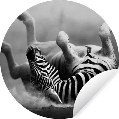 Produktbild von MuchoWow® Runde Wandtattoo - Wandsticker Tapete Aufkleber Zebra - Tiere - Schwarz - Weiß Ø 100 cm Selbstklebend und Repositionierbar - Wandaufkleber - Kreis - Tapetenkreis - Wandbild rund - Schlafzimmerdekoration - Wanddeko - runde Tapete - Kunst für zu Hause